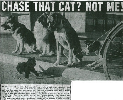 Newspaper clipping - Chase that cat? not me!